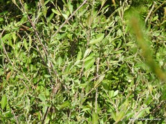 Salix salviifolia