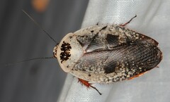 Gyna caffrorum