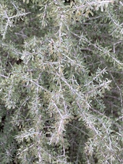 Condalia spathulata