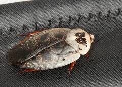 Gyna caffrorum