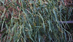 Acacia salicina