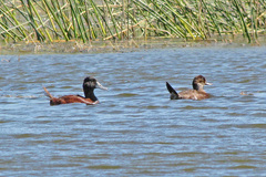 Oxyura ferruginea