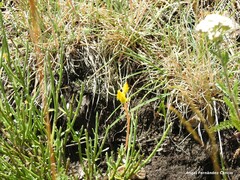 Cytisus oromediterraneus