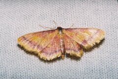 Idaea muricata