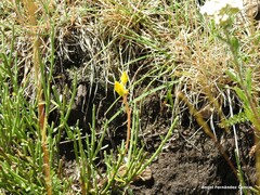Cytisus oromediterraneus