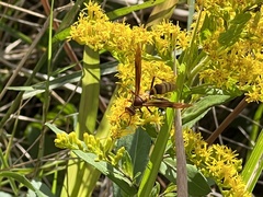 Polistes major major