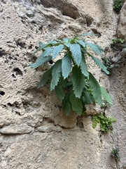 Trachelium caeruleum