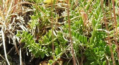 Ornithopus perpusillus