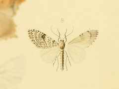 Graphidipus graphidiparia