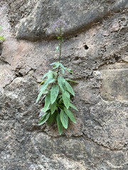 Trachelium caeruleum