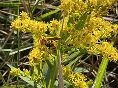 Polistes major major