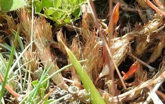 Petrosedum amplexicaule