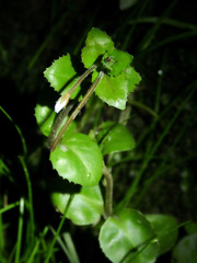 Epilobium rotundifolium
