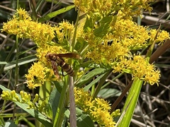 Polistes major major
