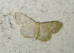 Idaea politaria