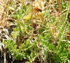 Ornithopus perpusillus