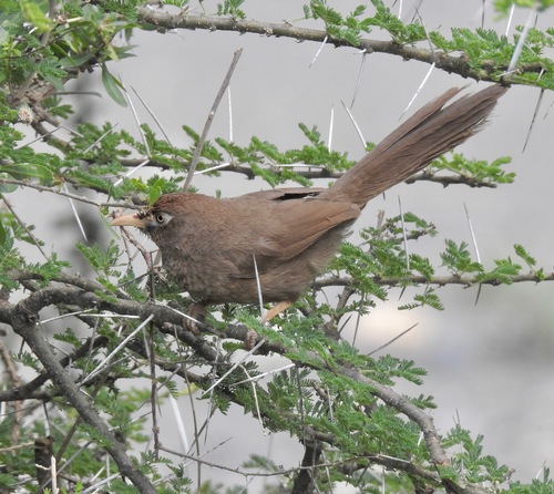 Scaly Chatterer (Argya aylmeri), photo 3