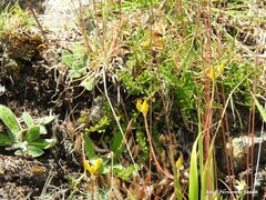 Ornithopus perpusillus