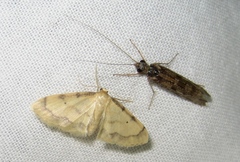 Idaea politaria