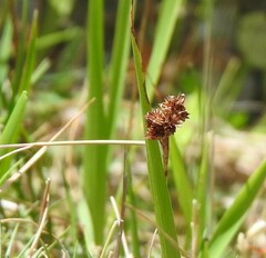 Juncus conglomeratus
