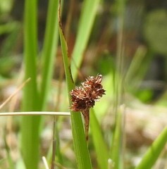 Juncus conglomeratus