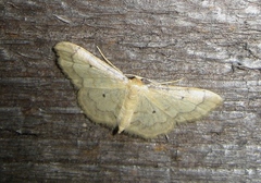 Idaea politaria