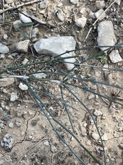 Ephedra antisyphilitica