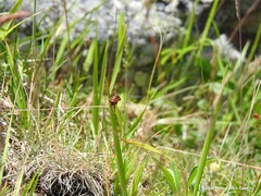Juncus conglomeratus