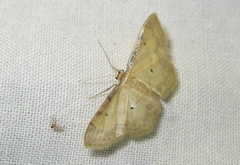 Idaea politaria