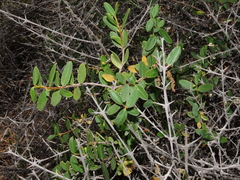 Colliguaja odorifera