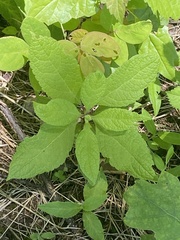 Eutrochium purpureum