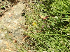 Cytisus oromediterraneus