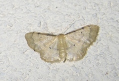 Idaea politaria