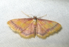 Idaea muricata