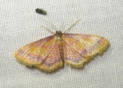 Idaea muricata
