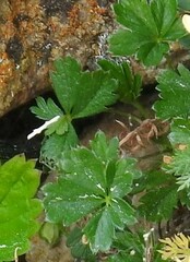 Potentilla verna