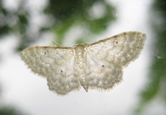 Idaea fuscovenosa
