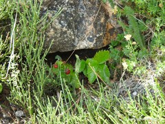 Cytisus oromediterraneus