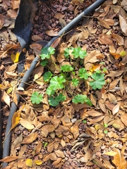 Malva parviflora
