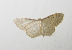 Idaea fuscovenosa