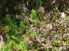 Genista hispanica