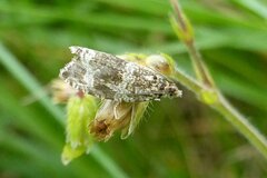 Syricoris lacunana