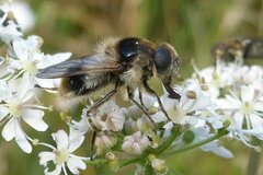 Cheilosia illustrata