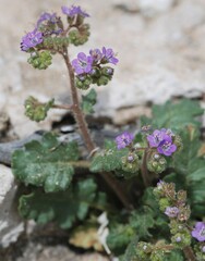 Phacelia crenulata minutiflora