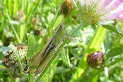 Chorthippus albomarginatus
