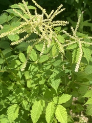 Aruncus dioicus