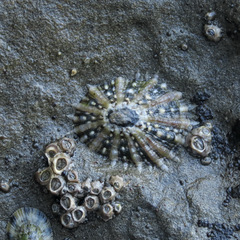 Cellana ornata
