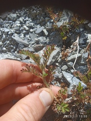 Acaena glabra