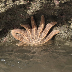 Stichaster australis
