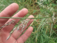 Arrhenatherum elatius